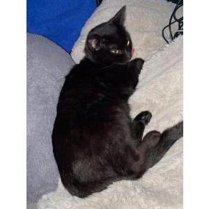 Lost Cat Luna