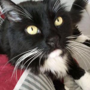 Lost Cat Loki