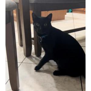 Lost Cat Cosmo