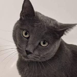 Lost Cat Misty