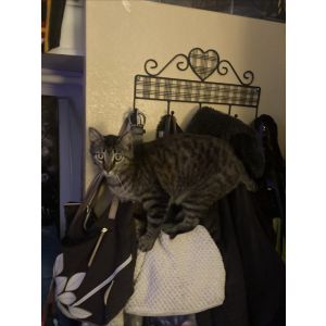 Lost Cat Monster