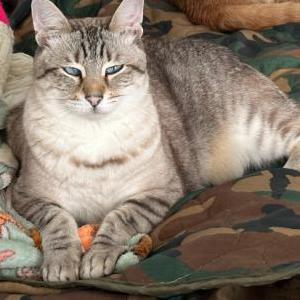 Lost Cat Blonde