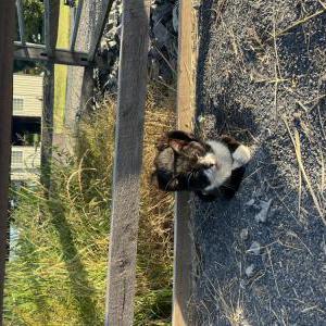 Found Cat unknown