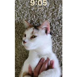 Lost Cat Uno