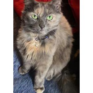 Lost Cat Chloe