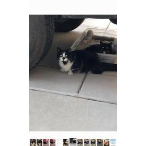 Lost Cat Spokey