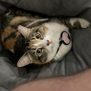 Lost Cat Nemo