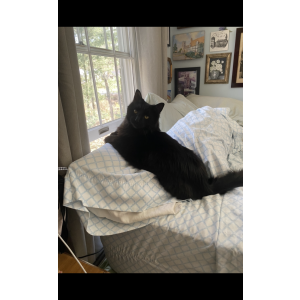 Lost Cat Anakin