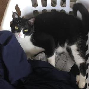 Lost Cat Home Depot/Homie