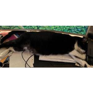 2nd Image of Home Depot/Homie, Lost Cat