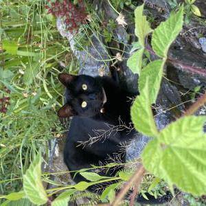 Lost Cat Omega