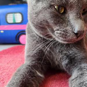 Lost Cat Johnny