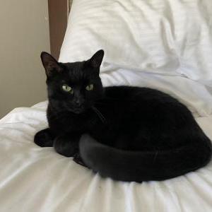 Lost Cat Soraya