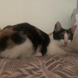 Lost Cat Tiger
