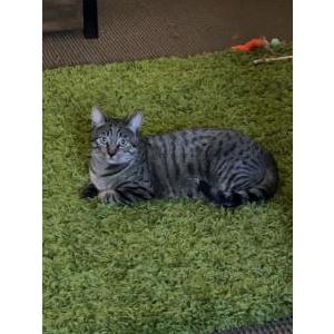Image of Kitty, Lost Cat