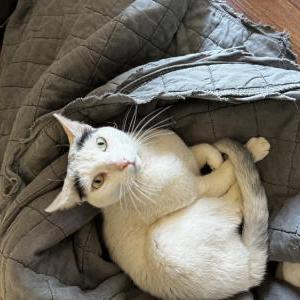 Lost Cat Coconut