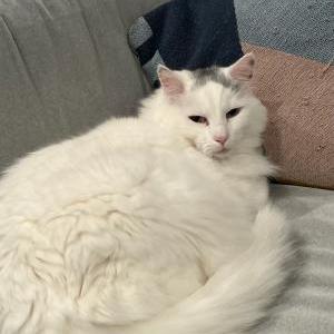 Lost Cat Oliver
