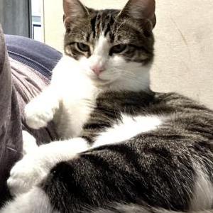 Lost Cat Mira