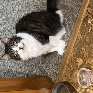 Lost Cat Karl