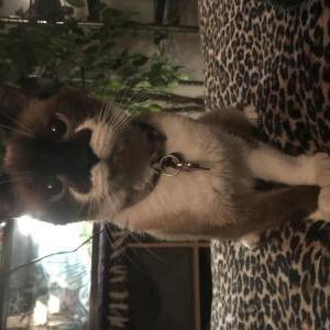 Lost Cat Sophie’s