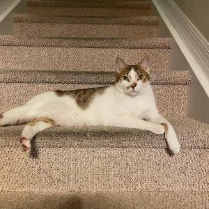 Lost Cat Bubbles
