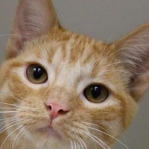 Lost Cat Star Anise