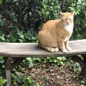 Lost Cat Garfield