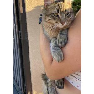 Found Cat Unknown
