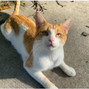 Lost Cat Orange