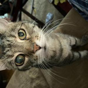 Lost Cat miss kitty