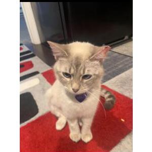Lost Cat Kitty