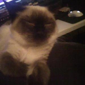 Lost Cat Lola