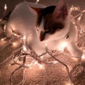 Lost Cat Paisley