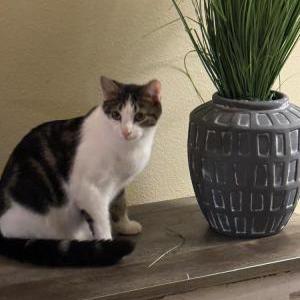 Lost Cat Tom