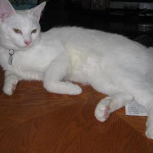 Lost Cat Pandy