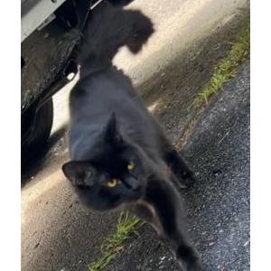 Lost Cat Mischief
