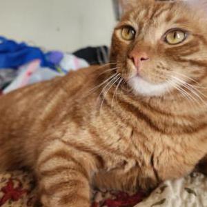 Lost Cat Leo