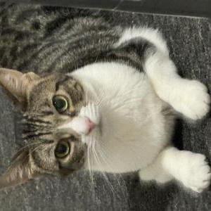 Lost Cat Sin