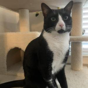 Lost Cat Oliver
