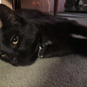 Lost Cat Geico