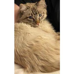 Lost Cat Jax