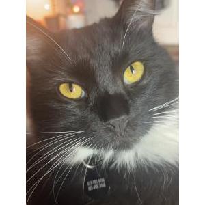 Lost Cat Socks