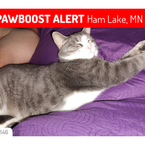 Lost Cat Tippy