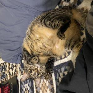 Lost Cat Lilly