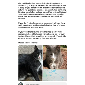 Lost Cat Hamlet