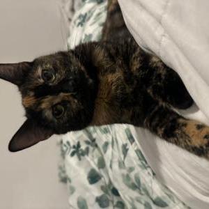 Lost Cat Ember