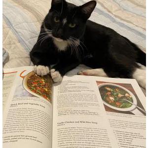 Lost Cat Milo