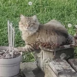 Lost Cat NaeNae