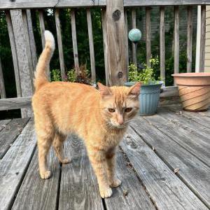 Lost Cat Red