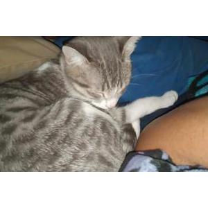 Lost Cat Crowley